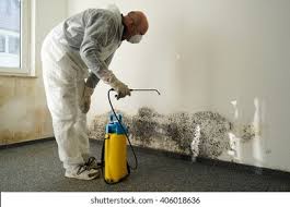 Professional Mold Removal in Rockville, MN